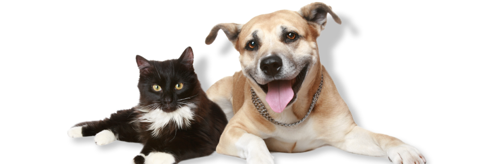 flea tick heartworm prevention for dogs and cats