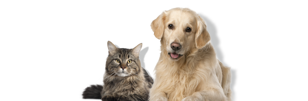 senior dog cat veterinary care philadelphia pa