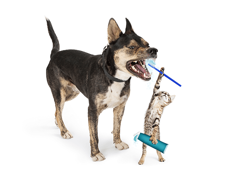 cat and dog teeth cleaning philadelphia pa