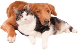 cat and dog flea tick heartworm prevention philadelphia pa