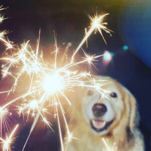 dog firework anxiety