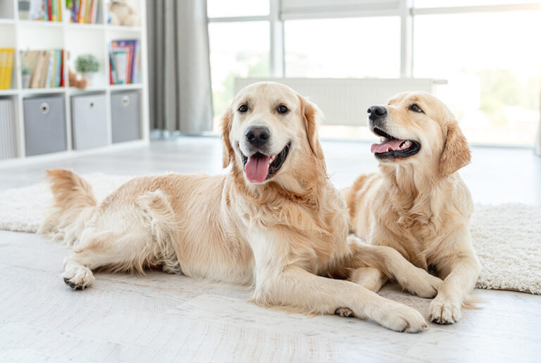 Do Fixed Dogs Still Go Into Heat Do Spayed Dogs Go into Heat? - World of Animals Veterinary Hospital, Inc.