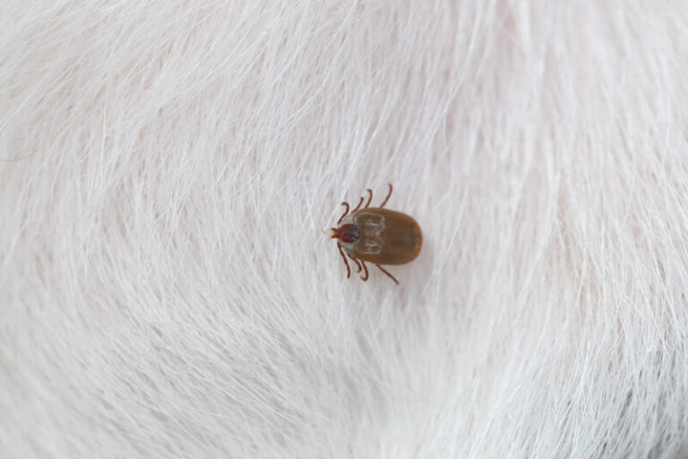 Do Fleas Die in the Winter? World of Animals Veterinary Hospital, Inc.