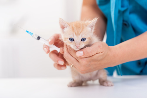vet-holding-kitten-for-vaccine