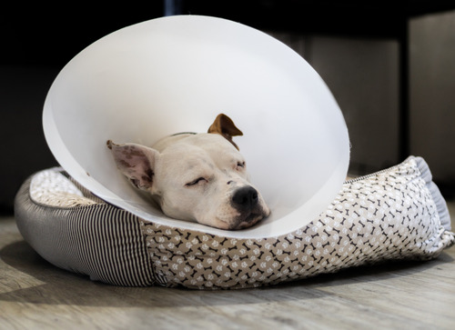 dog-wearing-elizabethan-collar-laying-in-dog-bed