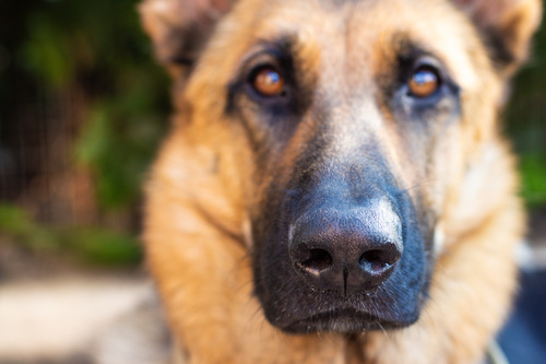 close-up-of-german-shepherd-dog's-nose