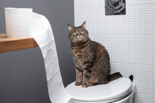 cat-sitting-on-closed-toilet-lid-next-to-unrolled-toilet-paper-roll