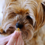 brown dog smelling pill