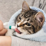 cat with medicine syringe