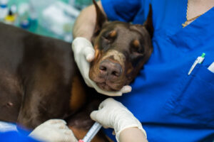 dog-under-anesthesia-before-surgery