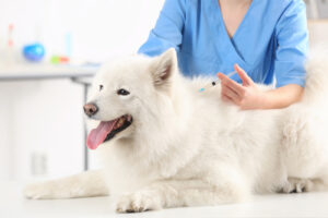 veterinarian-giving-dog-vaccine-at-clinic