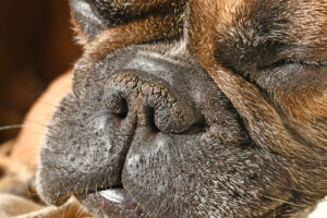 French-bulldog-sleeping-with-dry-nose