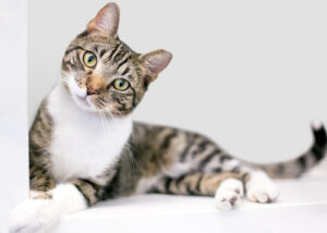 gray-and-white-cat-laying-with-head-tilted