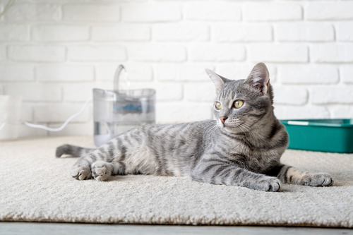 gray-cat-laying-on-gray-rug-near-water-fountain-and-litter-box