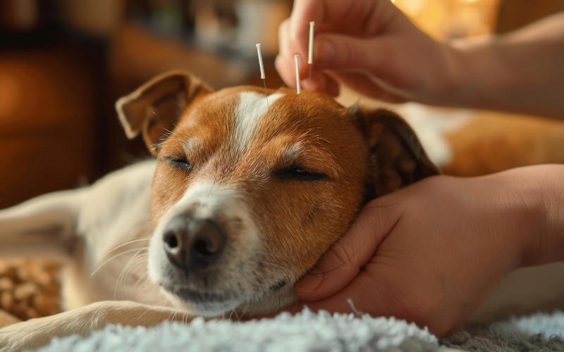 Jack Russell Terrier receiving acupuncture