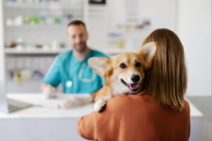 corgi dog looks over the shoulder of female owner as she approaches the desk of a male vet