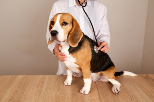 veterinarian listening to beagle dog's heart at clinic