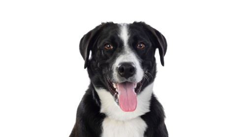 happy black and white mixed breed dog panting against a white background