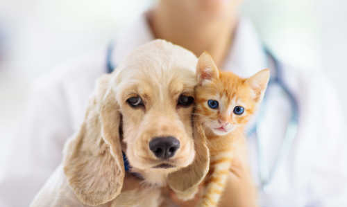 cocker spaniel puppy and ginger kitten with a vet