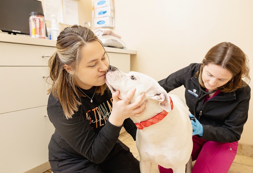 2 girls examining a large white dog