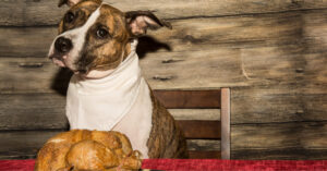 dog wearing napkin tied around his neck while sitting at dinner table in front of a turkey