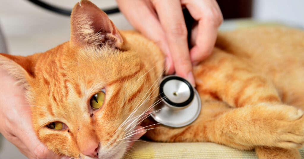 close up of sick orange cat being examined by the vet