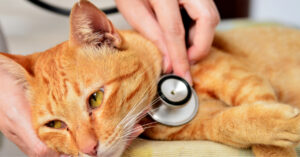 close up of sick orange cat being examined by the vet