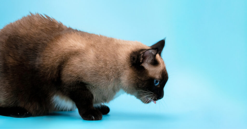 cat vomiting on blue background