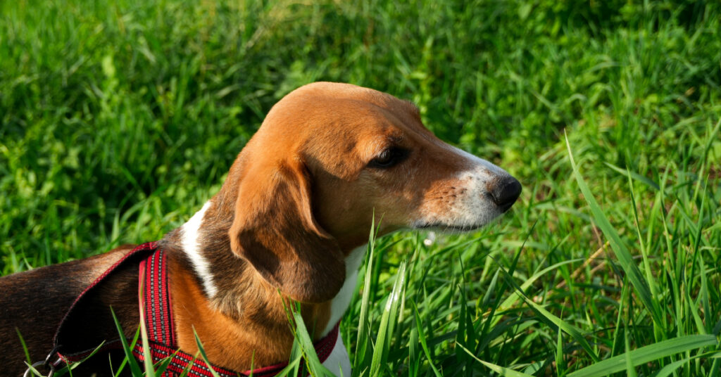 beagle dog walking through tall grass