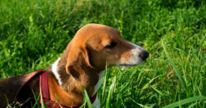 beagle dog walking through tall grass