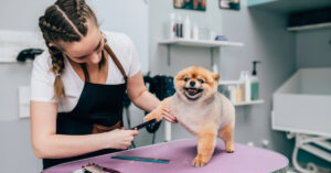 female professional groomer trimming dog's hair