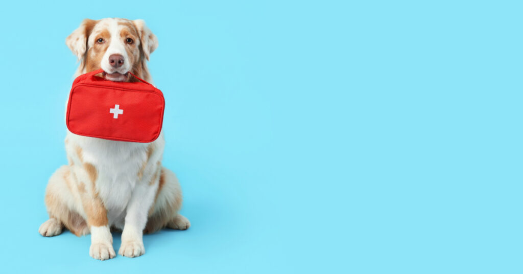 dog holding first aid kit in its mouth against a blue background